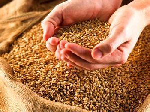 Human Feed Milling Wheat