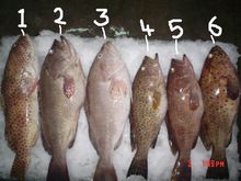 Frozen Spotted Grouper