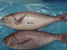 japanese threadfin bream