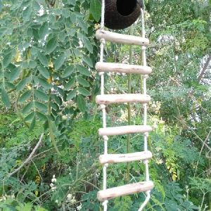 Bird Ladder Nest