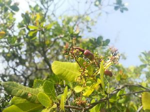 Organic Cashew Nuts