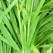 Organic Vetiver Essential Oil