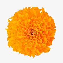 Marigold Hydrosol