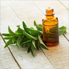 Organic Spearmint Oil