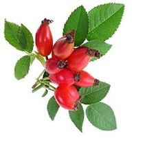 rosehip oil