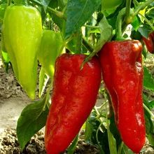 Capsicum annuum