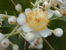 Calophyllum seed oil