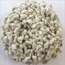 Cotton Seed