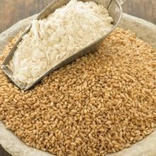 wheat flour of haryana origin