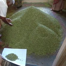 Best Quality Green Cardamom