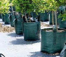 Nursery Grow Bags