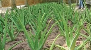 aloevera plants