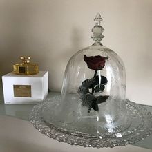 Glass Dome Bell Jar