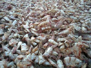 Dried Shrimp Shell