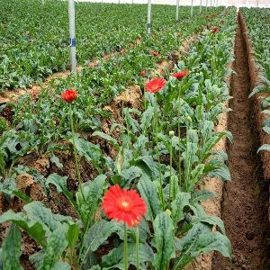 Fresh Red Gerbera