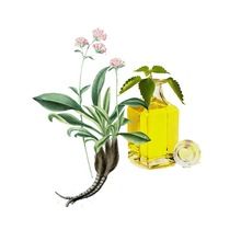 Natural Spikenard Essential Oil