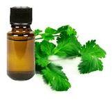 Pure and Natural Coriander Essential Oil