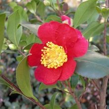 Camellia Oil