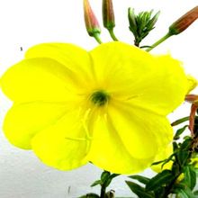 Evening Primrose Oil