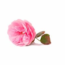 Rose Otto Essential Oil