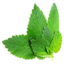 Spearmint Oil