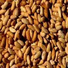 Fresh Natural Quality Indian Dry Neem Seed