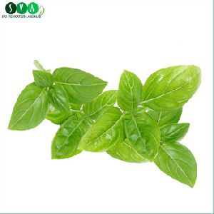 Basil Sweet Essential Oil