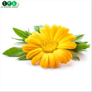 Calendula Essential Oil