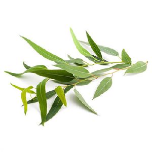 Eucalyptus Essential Oil