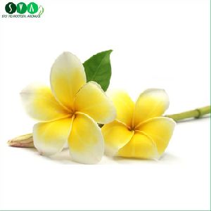 Frangipani Natural Oil