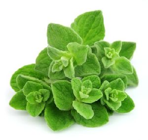 Fresh Oregano (Origanum Vulgare) Oil