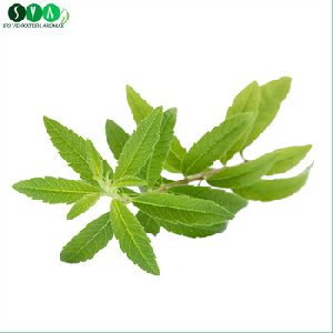 Lemon Verbena Essential Oil