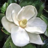 Magnolia Flower