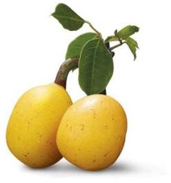 Marula Essential Oil