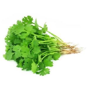 Organic Coriander Essential Oil