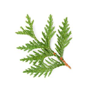 Organic Cypress Essential Oil