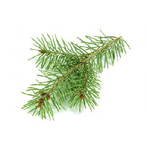 Pine Needle Essential Oil