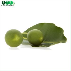 Pure Tamanu Oil