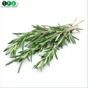 Rosemary Essential Oil