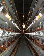 Battery Layer Cages for Poultry Bird