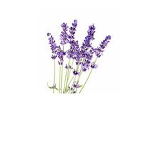 pure Lavender Hydrosol