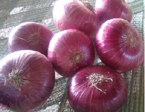 Big Red Onions