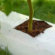 Coco Peat /Coir peat /Coir pith Blocks