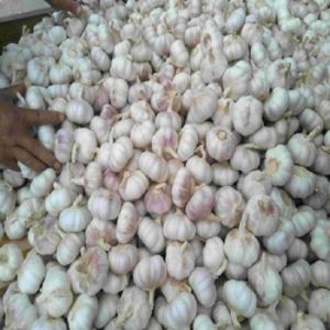 Fresh Garlic