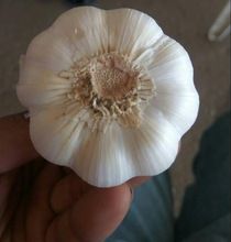 white jinxiang Garlic