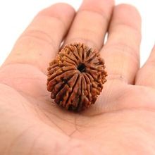 Seventeen Mukhi Rudraksha