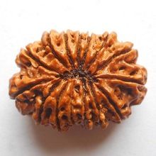 Sixteen Mukhi Rudraksha