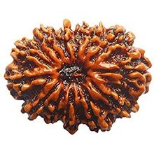 thirteen mukhi rudraksha