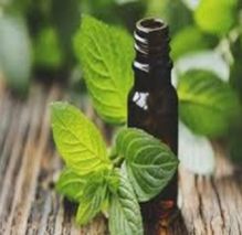 Pure Mentha Piprita Essential oil