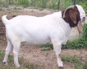 boer goat